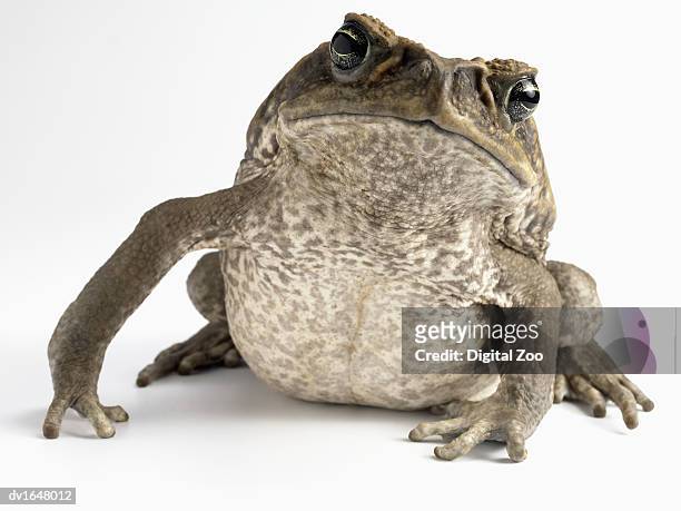 cut out studio shot of a cane toad - amphibian stock pictures, royalty-free photos & images