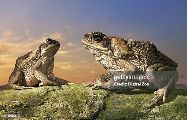 tow cane toads sitting on a rock facing each other - cane toad fotografías e imágenes de stock