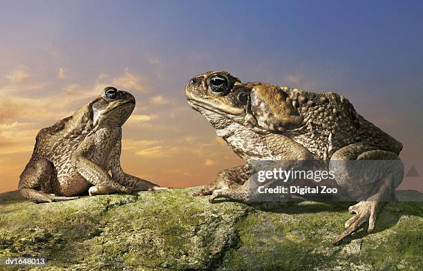 Toad On Rocks 398 Toad Rock Stock Photos, High-Res Pictures, and Images - Getty Images