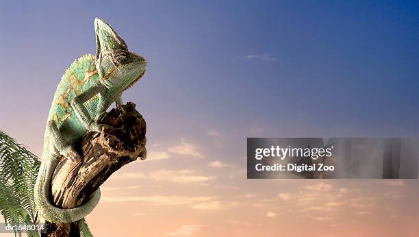 chameleon gripping tree trunk - chameleon fotografías e imágenes de stock