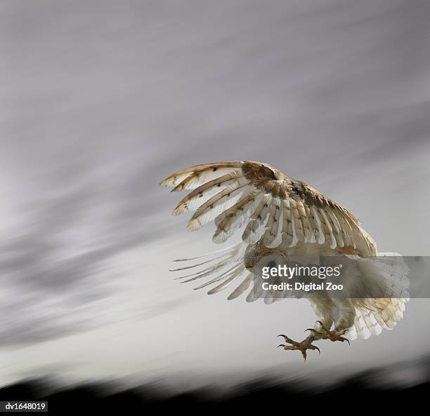 barn owl flying against and overcast sky - affe bildbanksfoton och bilder