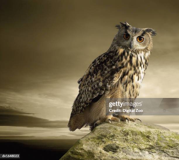 eagle owl standing full length on a rock - ワシミミズク ストックフォトと画像