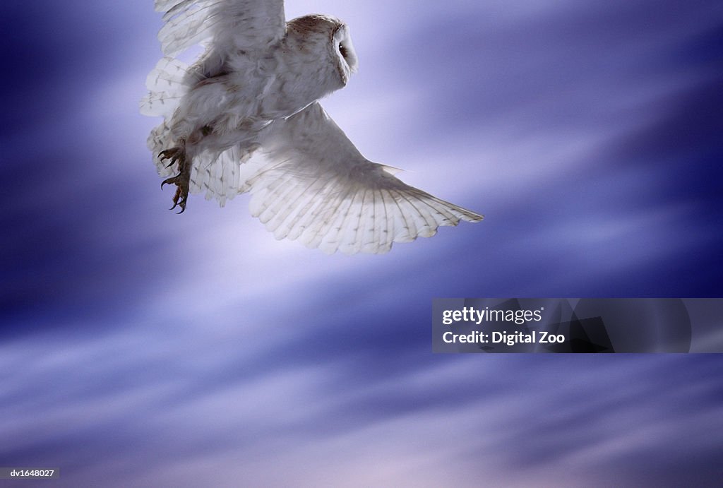 Barn Owl Flying Against a Dramatic Blue Sky