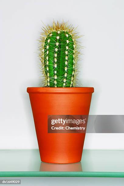 cactus in a plant pot - pot plant stock pictures, royalty-free photos & images