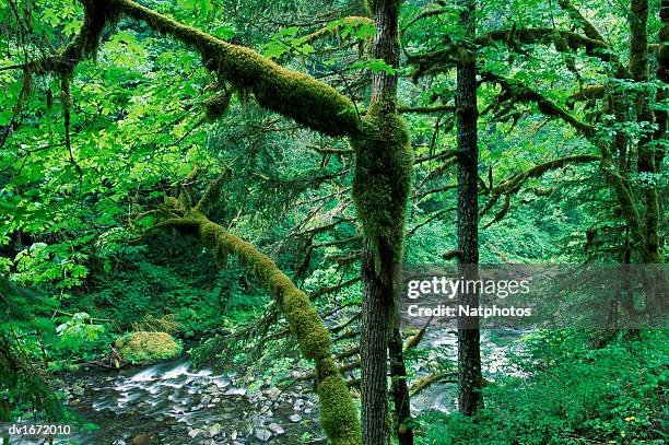 elevated view of eagle creek, columbia river gorge national scenic area, oregon, usa - columbia gorge - fotografias e filmes do acervo