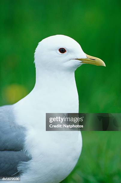 close up of a mew gull - tierhals stock-fotos und bilder