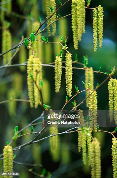 close up of alder catkins, oregon, usa - erle stock-fotos und bilder