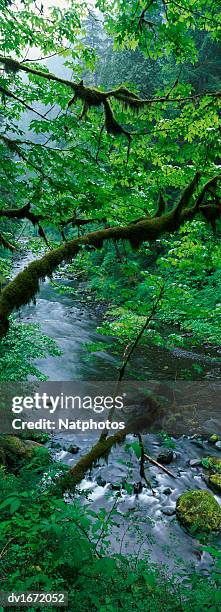 elevated view of eagle creek, columbia river gorge national scenic area, oregon, usa - columbia gorge - fotografias e filmes do acervo