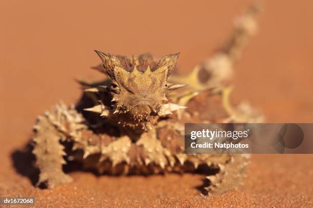 thorny devil, alice springs, northern territory, australia - diabo espinhoso imagens e fotografias de stock