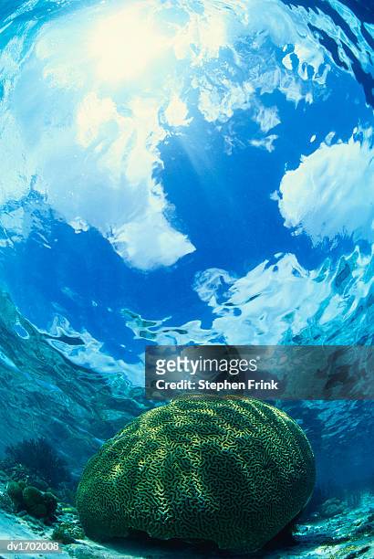 brain coral, caribbean sea, bonaire - brain coral stock pictures, royalty-free photos & images