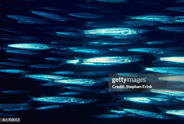 Stephen Pack 1,711 Stephen Pack Stock Photos, High-Res Pictures, and Images - Getty ...
