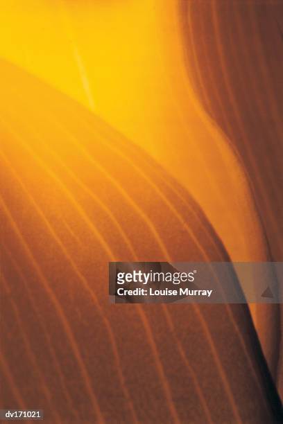 magnification of yellow flower petal - murray imagens e fotografias de stock
