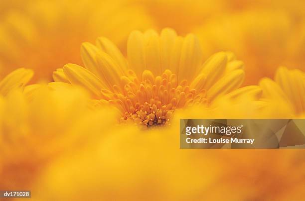 close up of yellow chrysanthemum with blurred yellow flowers in foreground - murray imagens e fotografias de stock