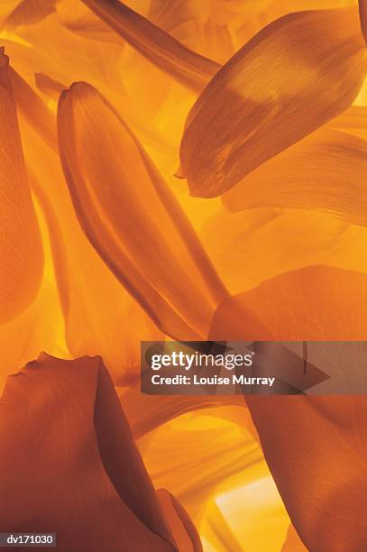 close up of elongated orange and yellow flower petals with backlighting - murray imagens e fotografias de stock