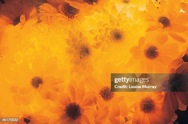 close up of yellow chrysanthemums with bright backlighting - murray stock pictures, royalty-free photos & images