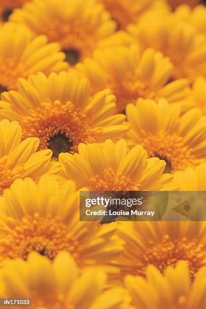 blurred close up of yellow chrysanthemums bunched together - murray stock pictures, royalty-free photos & images