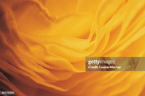 magnification of petal layering of yellow rose bud - murray imagens e fotografias de stock