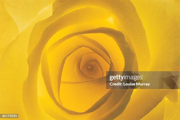 close up of yellow rose center with backlighting - murray imagens e fotografias de stock