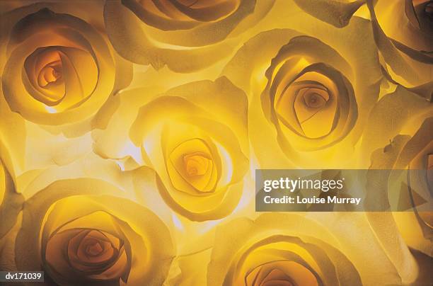 overhead close up of cream colored roses bunched together with backlighting - murray imagens e fotografias de stock