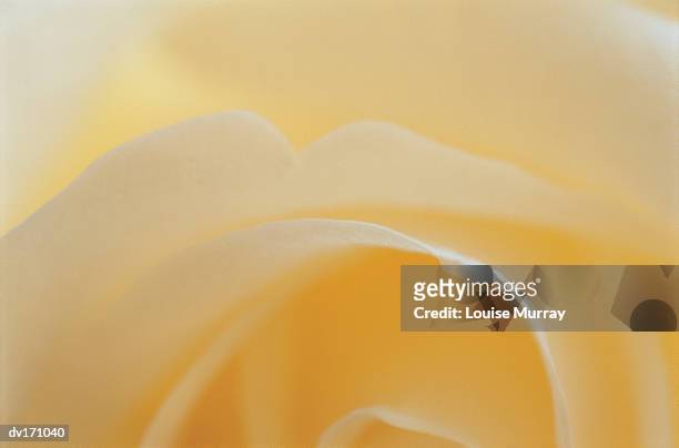magnification of partial cream colored rose bud with emphasis on layering - murray imagens e fotografias de stock