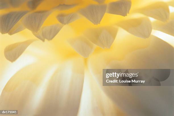 magnification of cream colored chrysanthemum petals with backlighting and layering - murray stock pictures, royalty-free photos & images