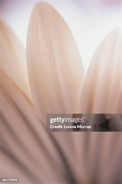 magnification of elongated white flower petal - murray imagens e fotografias de stock