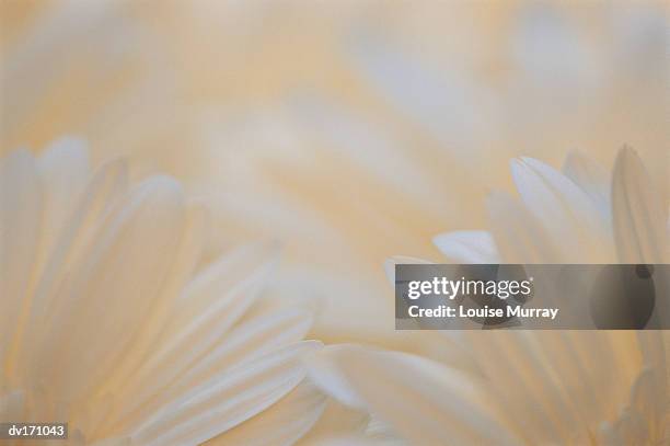 blurred close up white chrysanthemum petals under bright light - murray imagens e fotografias de stock