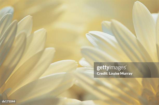 magnification of white chrysanthemum petals with blurred white background - murray imagens e fotografias de stock