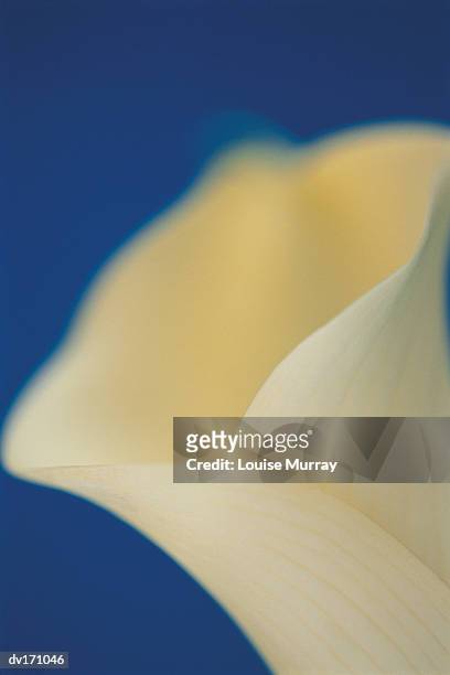 blurred close up of cream lily bud on dark blue background - murray stock pictures, royalty-free photos & images