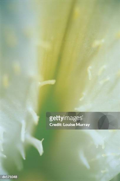 blurred magnification of elongated cream colored flower accenting soft green center - murray imagens e fotografias de stock