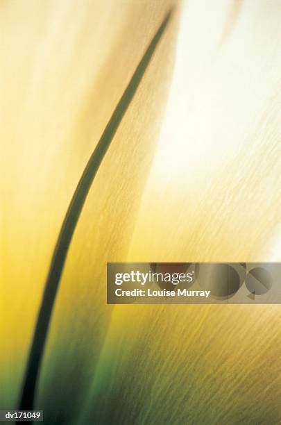 abstract magnification of cream colored flower petals and deep green stigma - murray imagens e fotografias de stock