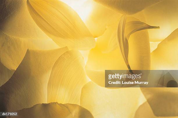 abstract close up of cream and soft yellow flower petals with backlighting - murray imagens e fotografias de stock