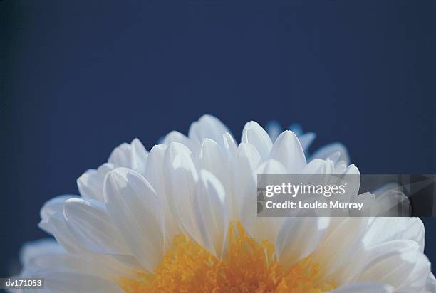 overhead close up of white chrysanthemum with yellow center on dark blue background - murray imagens e fotografias de stock