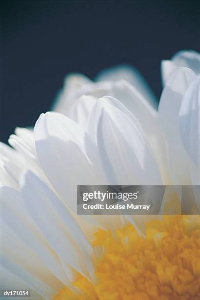 overhead magnification of white chrysanthemum with yellow center on dark blue background - murray imagens e fotografias de stock