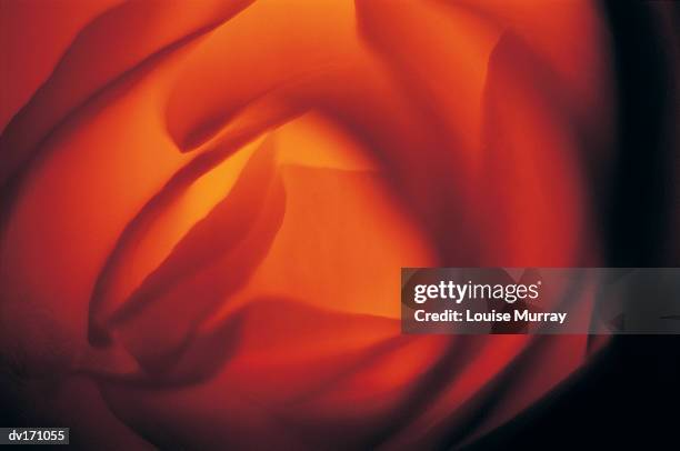 abstract magnification of deep orange and yellow flower petals with backlighting - murray imagens e fotografias de stock