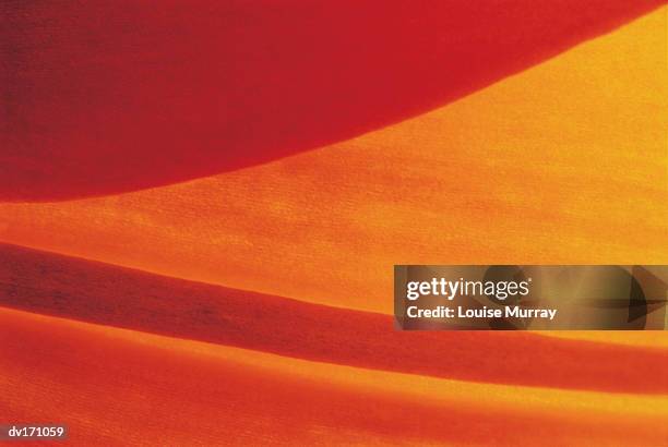 abstract magnification of deep orange and yellow flower petal - murray stock pictures, royalty-free photos & images