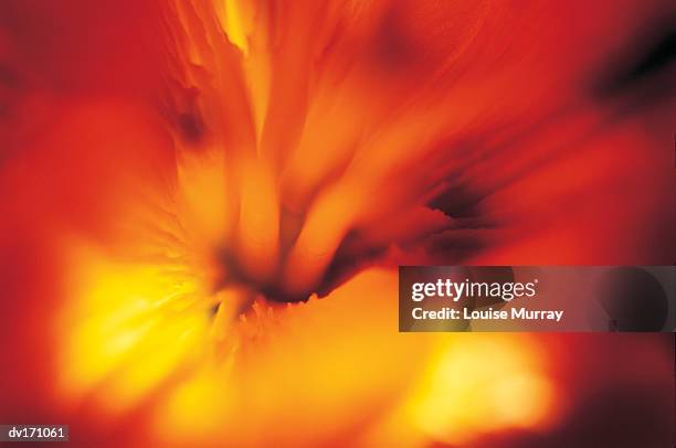 blurred magnification of orange, red, and yellow flower center - murray imagens e fotografias de stock