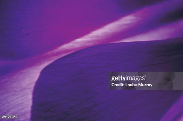 abstract magnification of deep purple flower petals - murray stock pictures, royalty-free photos & images