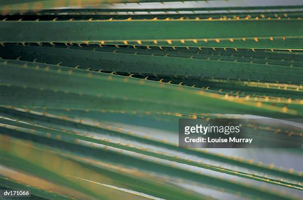 horizontal close up of thin dark green leaves with sharp yellow blades - murray stock pictures, royalty-free photos & images
