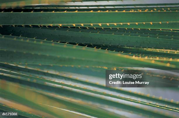 horizontal close up of thin dark green leaves with sharp yellow blades - murray imagens e fotografias de stock