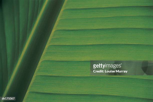 abstract magnification of deep green leaf with horizontal margins and a vertical leaf stalk - murray imagens e fotografias de stock