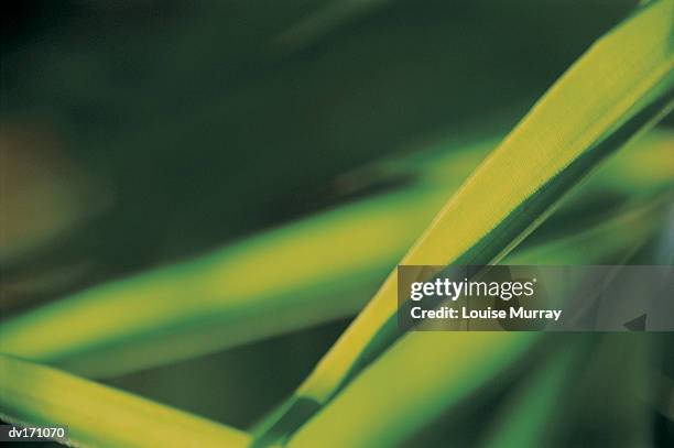 blurred magnification of elongated green leaves with dark fuzzy background - murray stock pictures, royalty-free photos & images