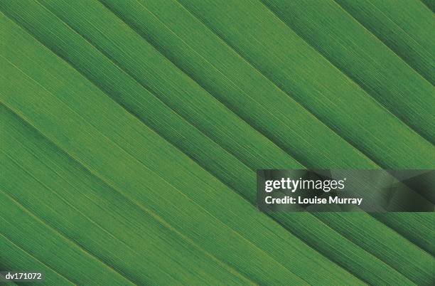 close up of deep green leaf margins and lateral veins - murray imagens e fotografias de stock