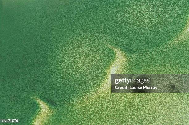 magnification of shiny green leaf with grainy texture and accenting ridge - murray imagens e fotografias de stock