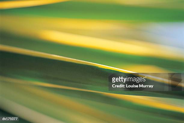 close up of thin pointy leaf under soft light with blurred background - murray stock pictures, royalty-free photos & images