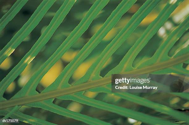 close up of rich green leaf with long narrow pointy leaflets and dull brown leaf stalk - murray imagens e fotografias de stock