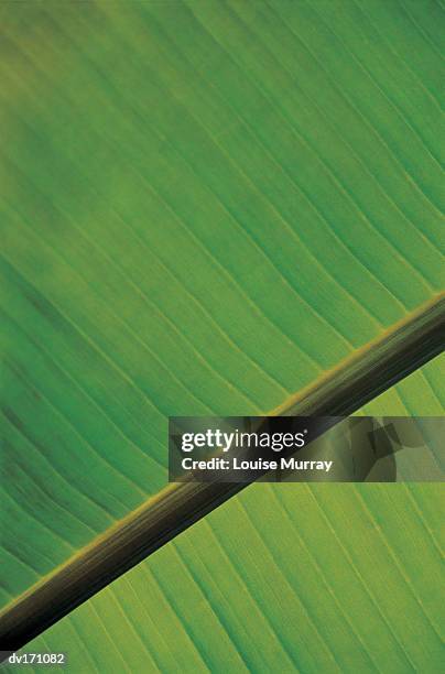 magnification of vibrant green leaf with blurred leaflet and strong dark leaf stalk - murray imagens e fotografias de stock