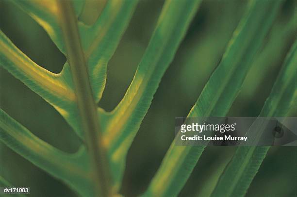 magnification of leaf accenting strong leaf stalk and narrow separated leaflets with backlighting - murray imagens e fotografias de stock