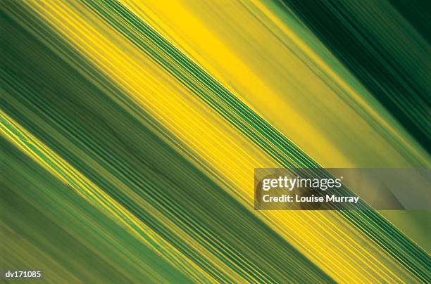 magnification of vibrant green and yellow leaf accenting veins - murray imagens e fotografias de stock