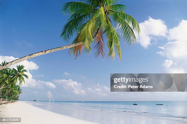 paradise beach, zanzibar, tanzania, africa - zanzibar fotografías e imágenes de stock